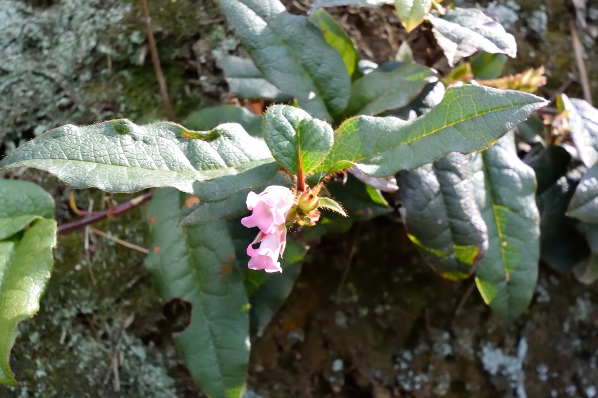 f:id:tomo508:20190324162936j:plain f:id:tomo508:20190324162936j:plain
