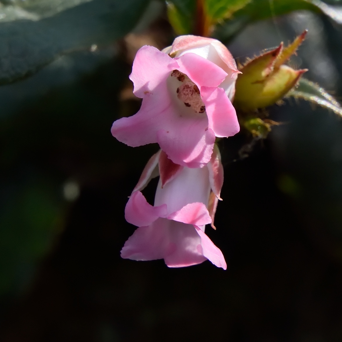 f:id:tomo508:20190324162940j:plain