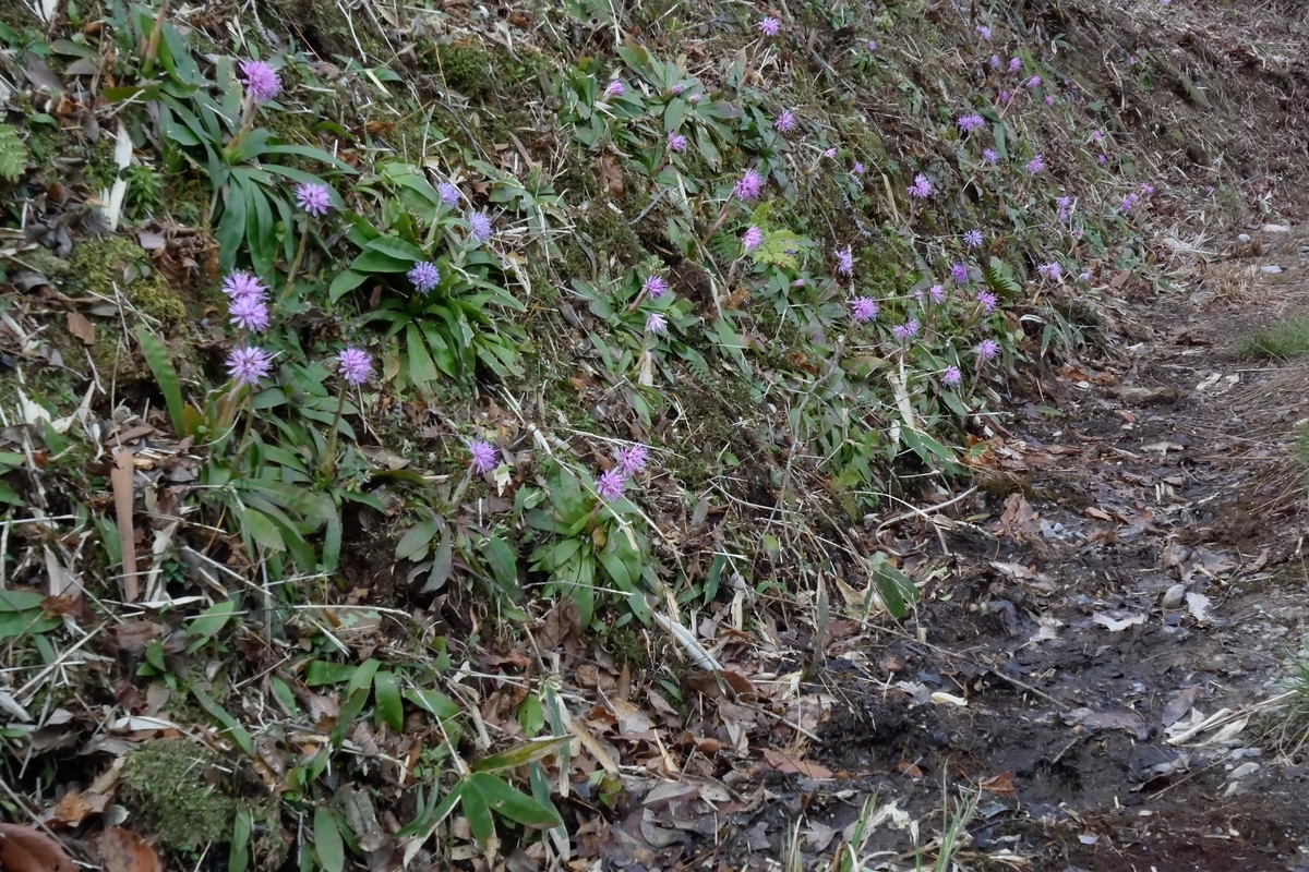 f:id:tomo508:20190324163415j:plain f:id:tomo508:20190324163415j:plain