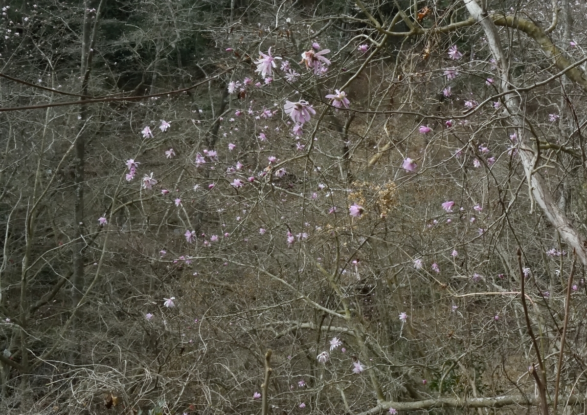 f:id:tomo508:20190324163537j:plain f:id:tomo508:20190324163537j:plain