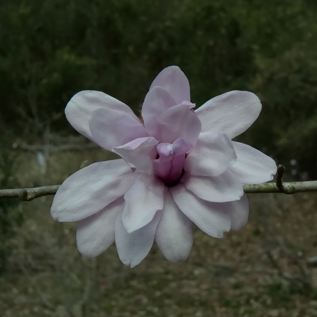 f:id:tomo508:20190324163629j:plain f:id:tomo508:20190324163629j:plain