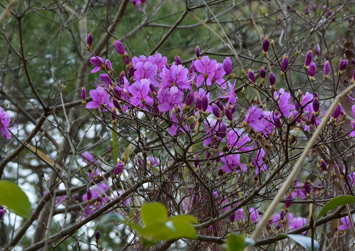 f:id:tomo508:20190324164609j:plain f:id:tomo508:20190324164609j:plain