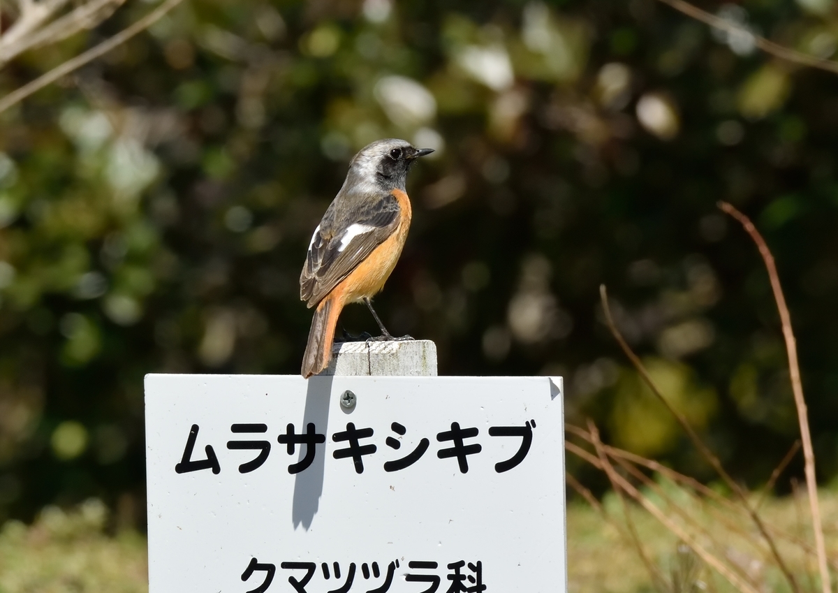 f:id:tomo508:20190324165212j:plain f:id:tomo508:20190324165212j:plain