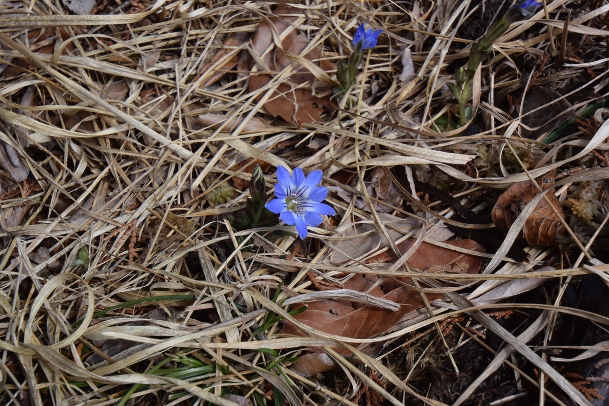 f:id:tomo508:20190331160342j:plain f:id:tomo508:20190331160342j:plain