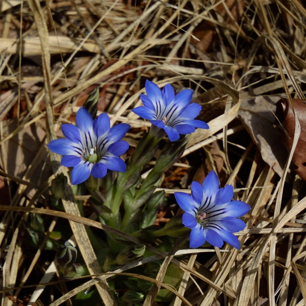 f:id:tomo508:20190331160554j:plain f:id:tomo508:20190331160554j:plain