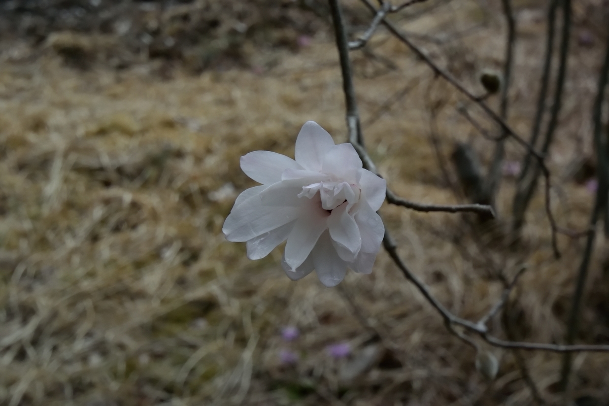 f:id:tomo508:20190331160950j:plain f:id:tomo508:20190331160950j:plain