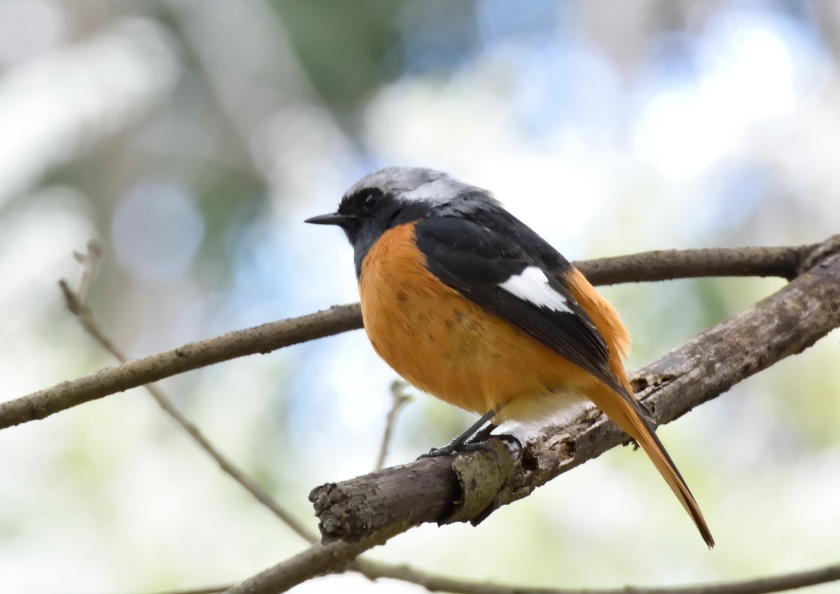 f:id:tomo508:20190331162701j:plain f:id:tomo508:20190331162701j:plain