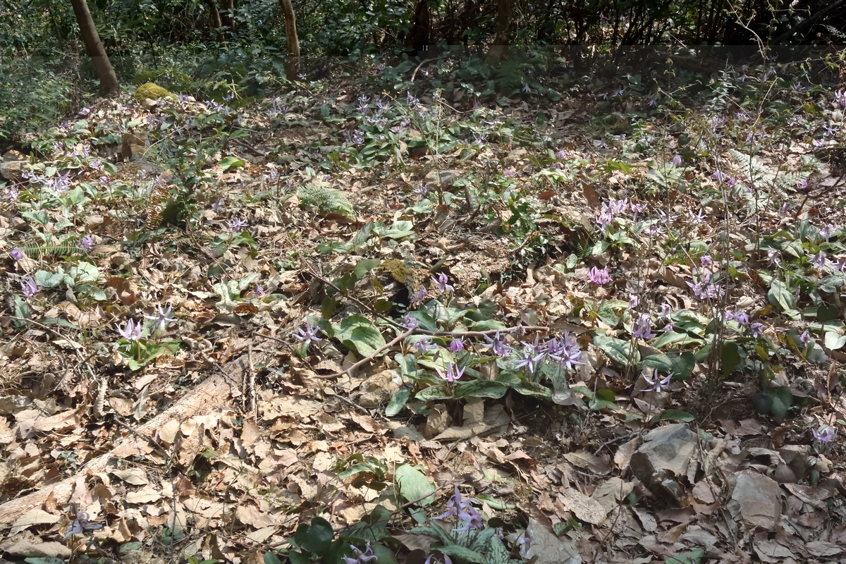 f:id:tomo508:20190406165202j:plain f:id:tomo508:20190406165202j:plain