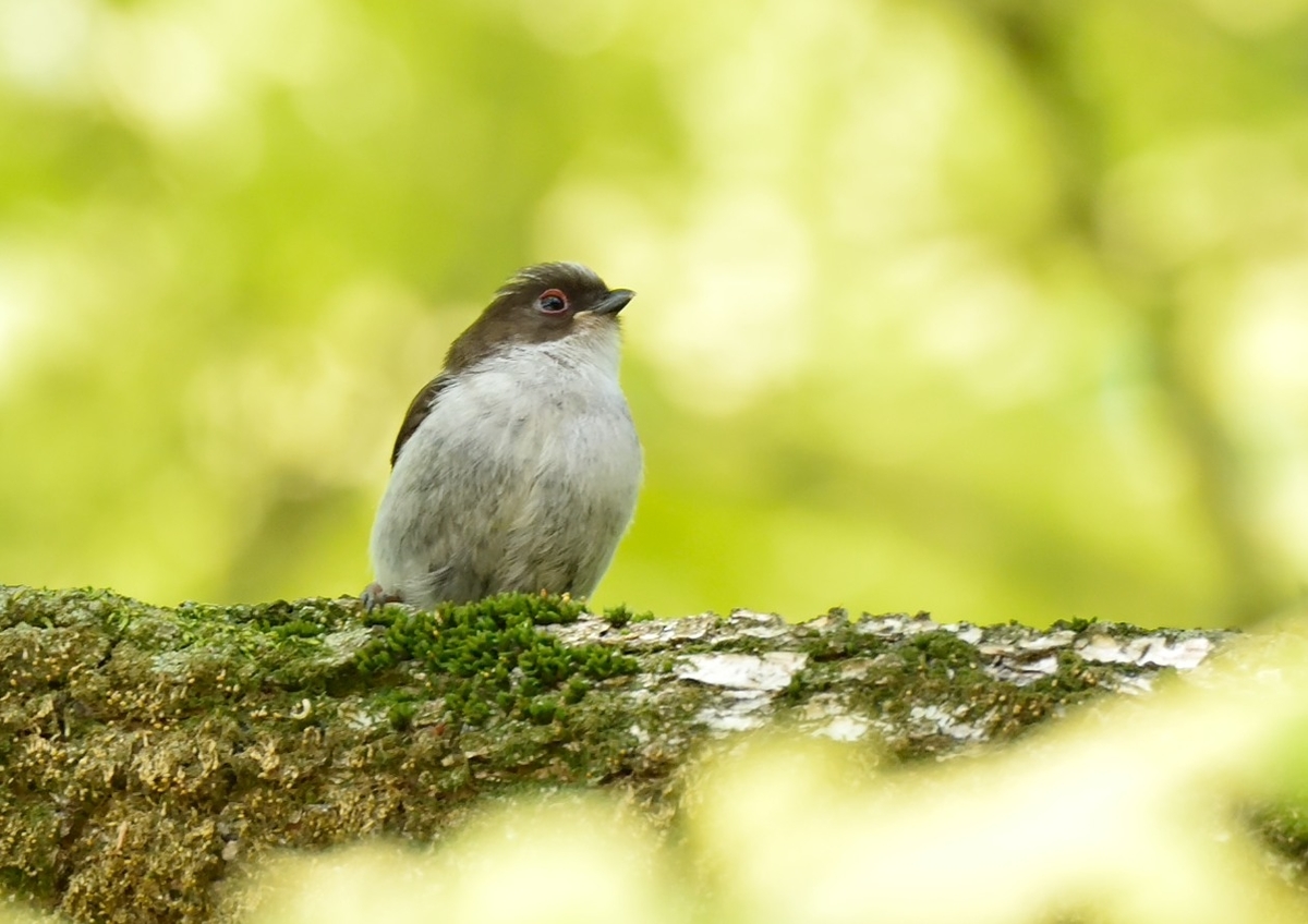 f:id:tomo508:20190501154911j:plain