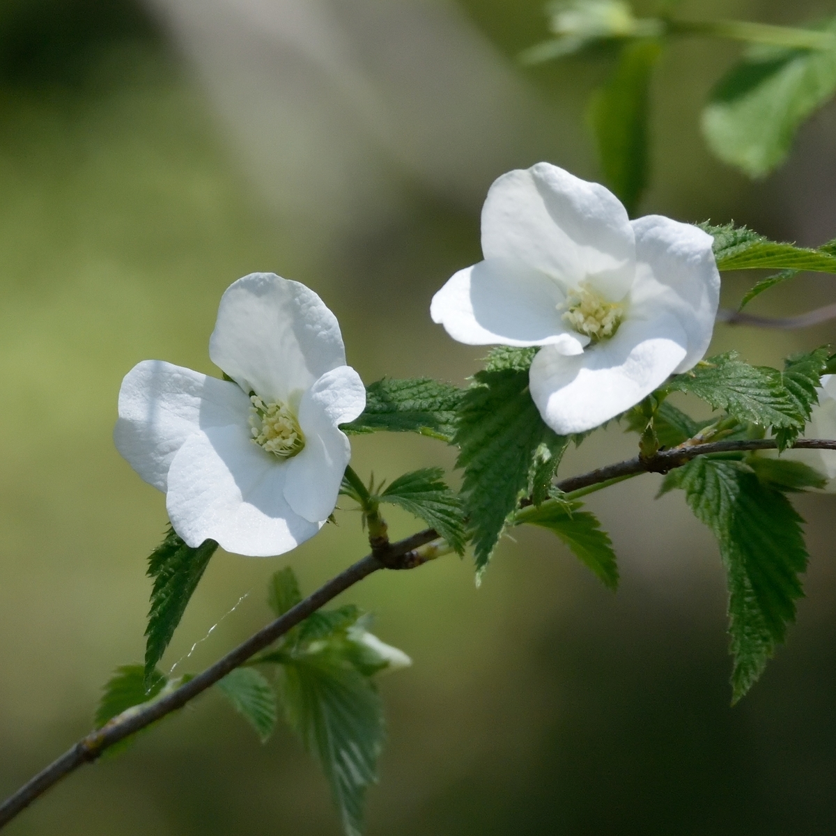 f:id:tomo508:20190501161023j:plain