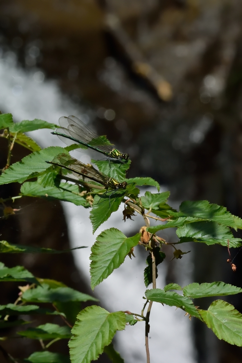 f:id:tomo508:20190505170656j:plain