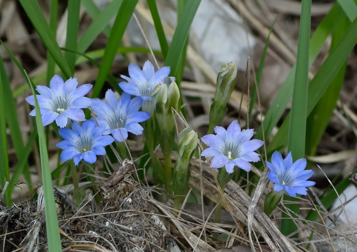 f:id:tomo508:20190519172001j:plain