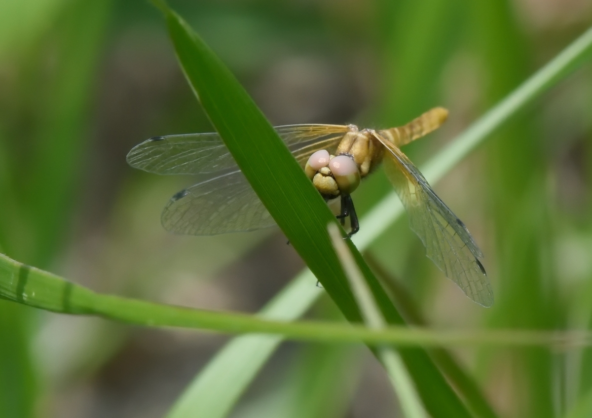 f:id:tomo508:20190526162356j:plain