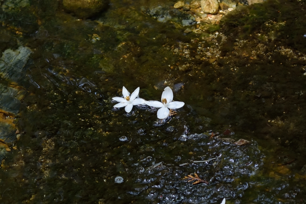 f:id:tomo508:20190526162538j:plain
