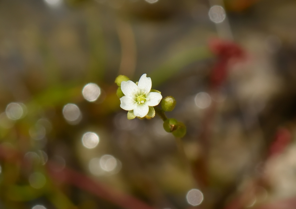 f:id:tomo508:20190622162826j:plain