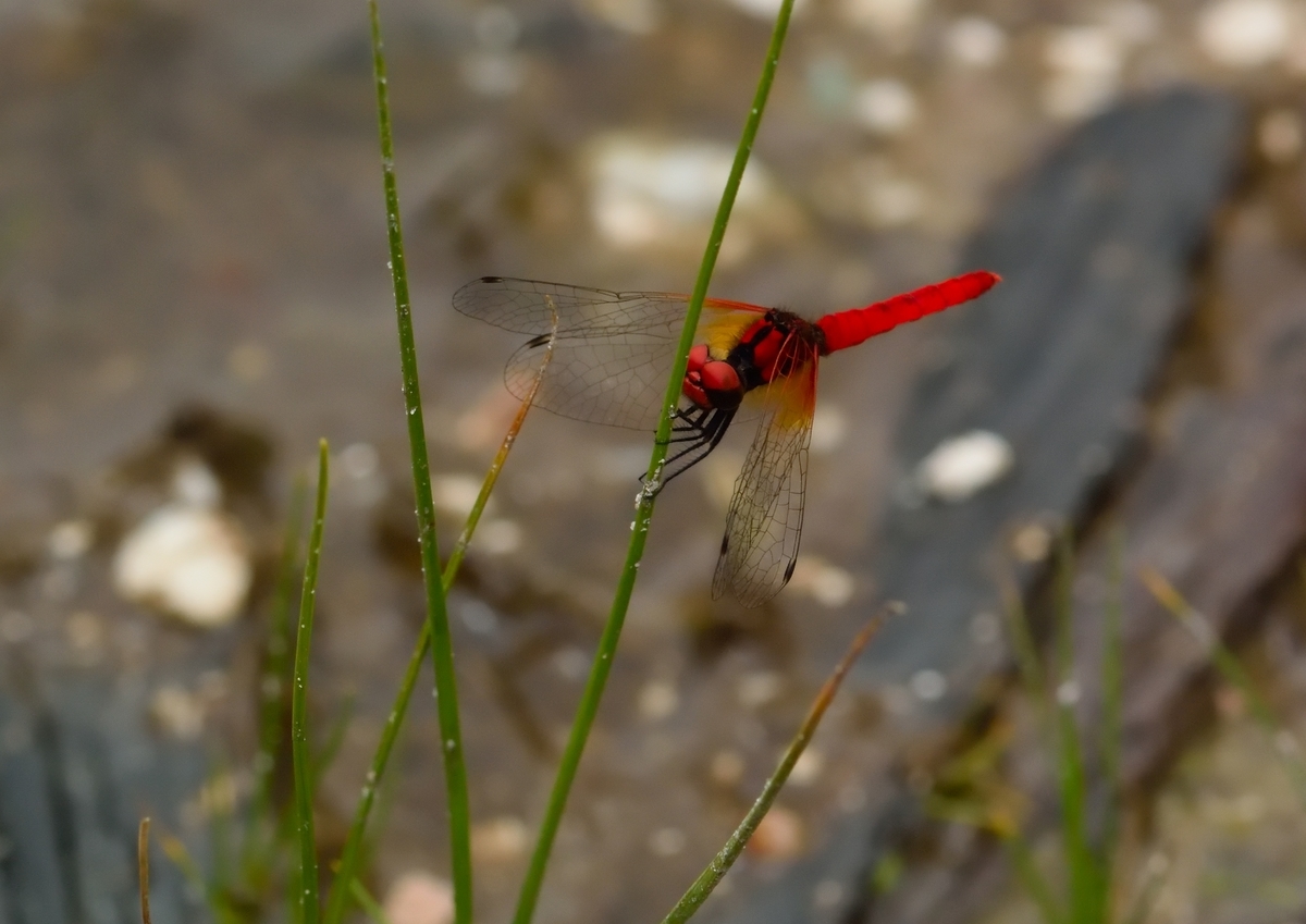 f:id:tomo508:20190622163018j:plain