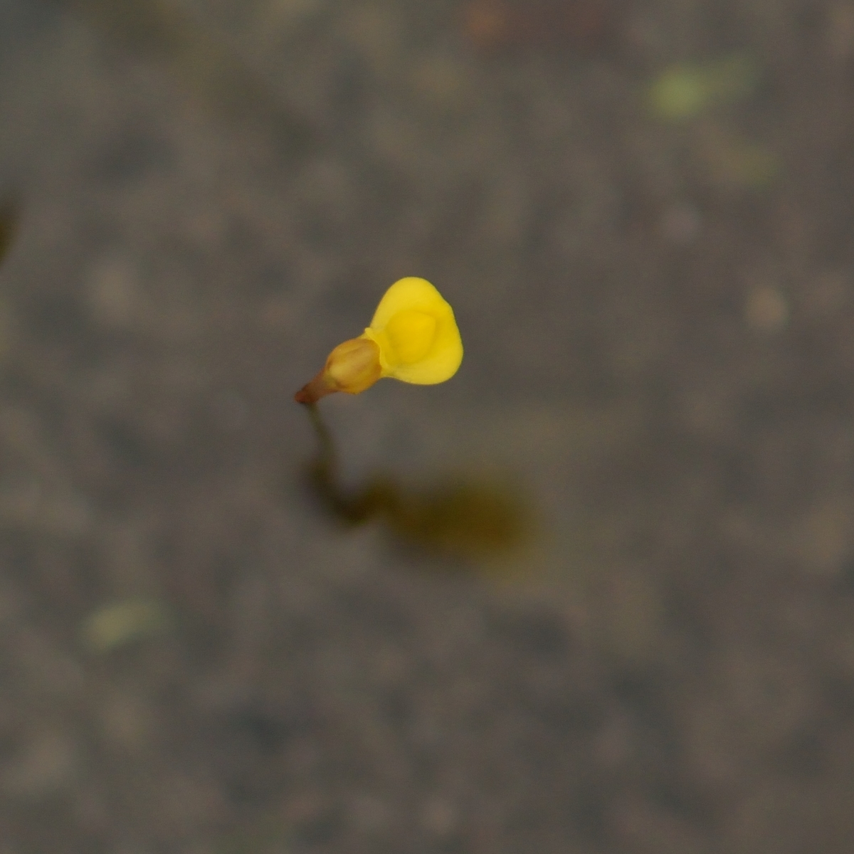 f:id:tomo508:20190713181450j:plain