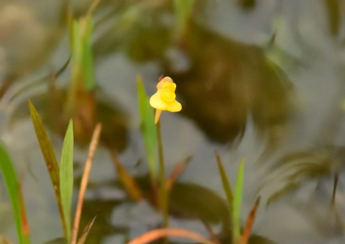 f:id:tomo508:20190720170650j:plain f:id:tomo508:20190720170650j:plain