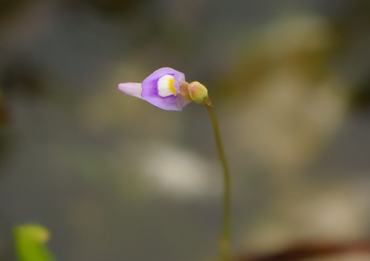 f:id:tomo508:20190720170940j:plain f:id:tomo508:20190720170940j:plain