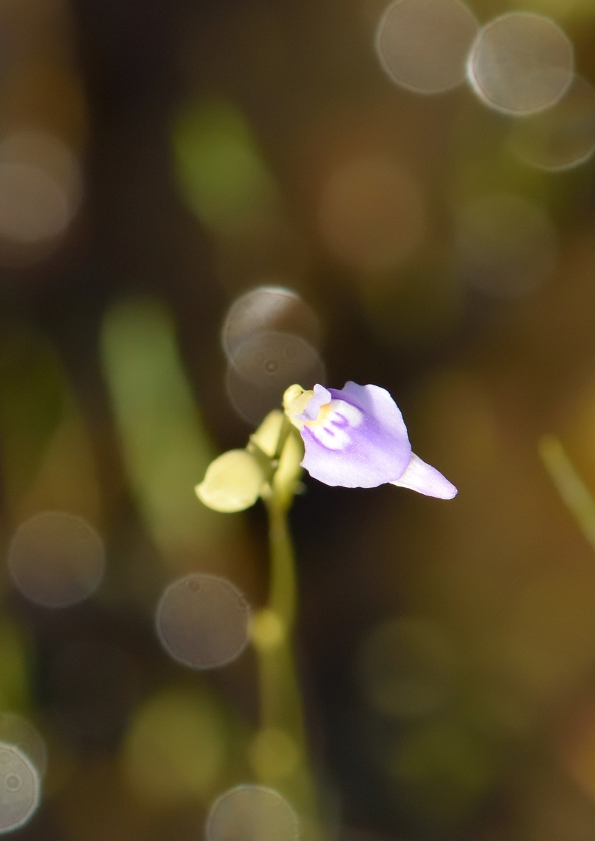 f:id:tomo508:20190825180035j:plain