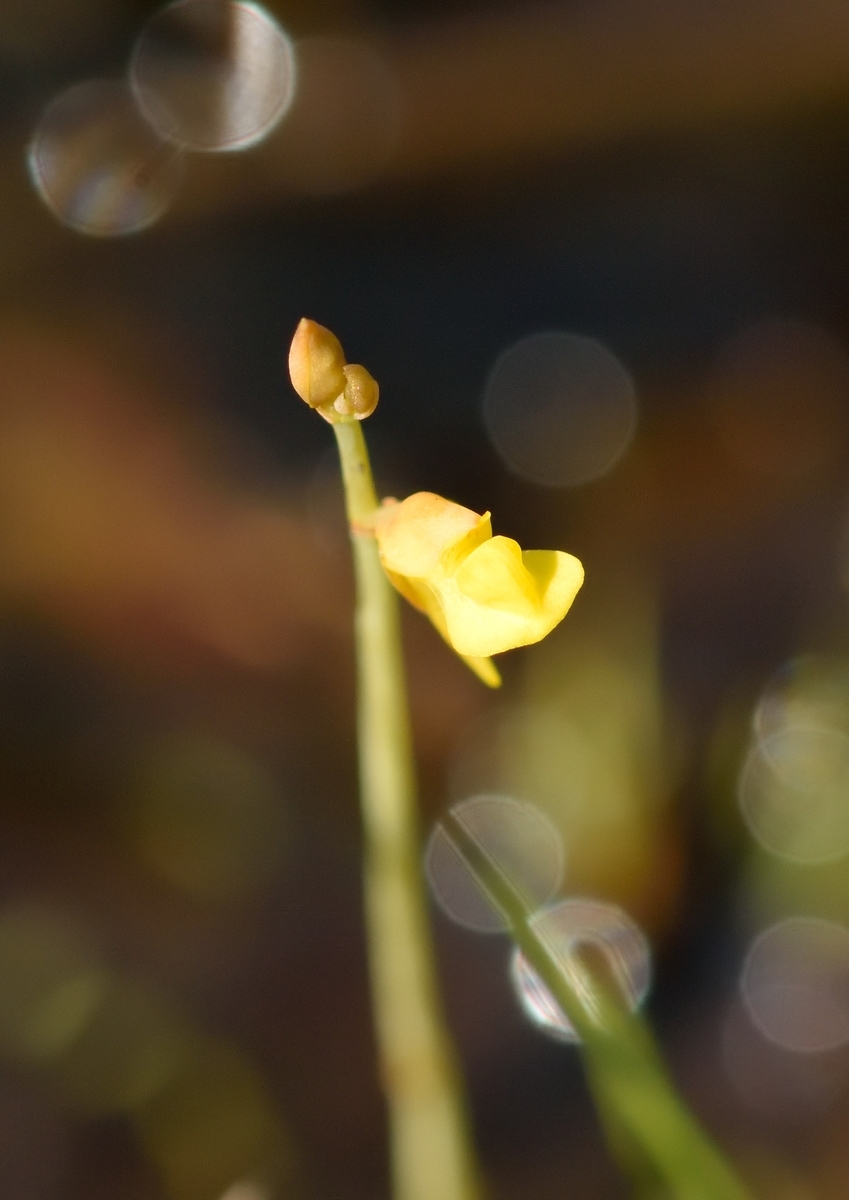 f:id:tomo508:20190825180037j:plain