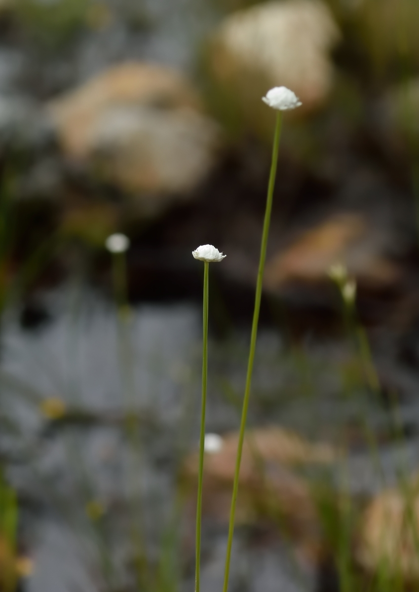 f:id:tomo508:20190914180216j:plain