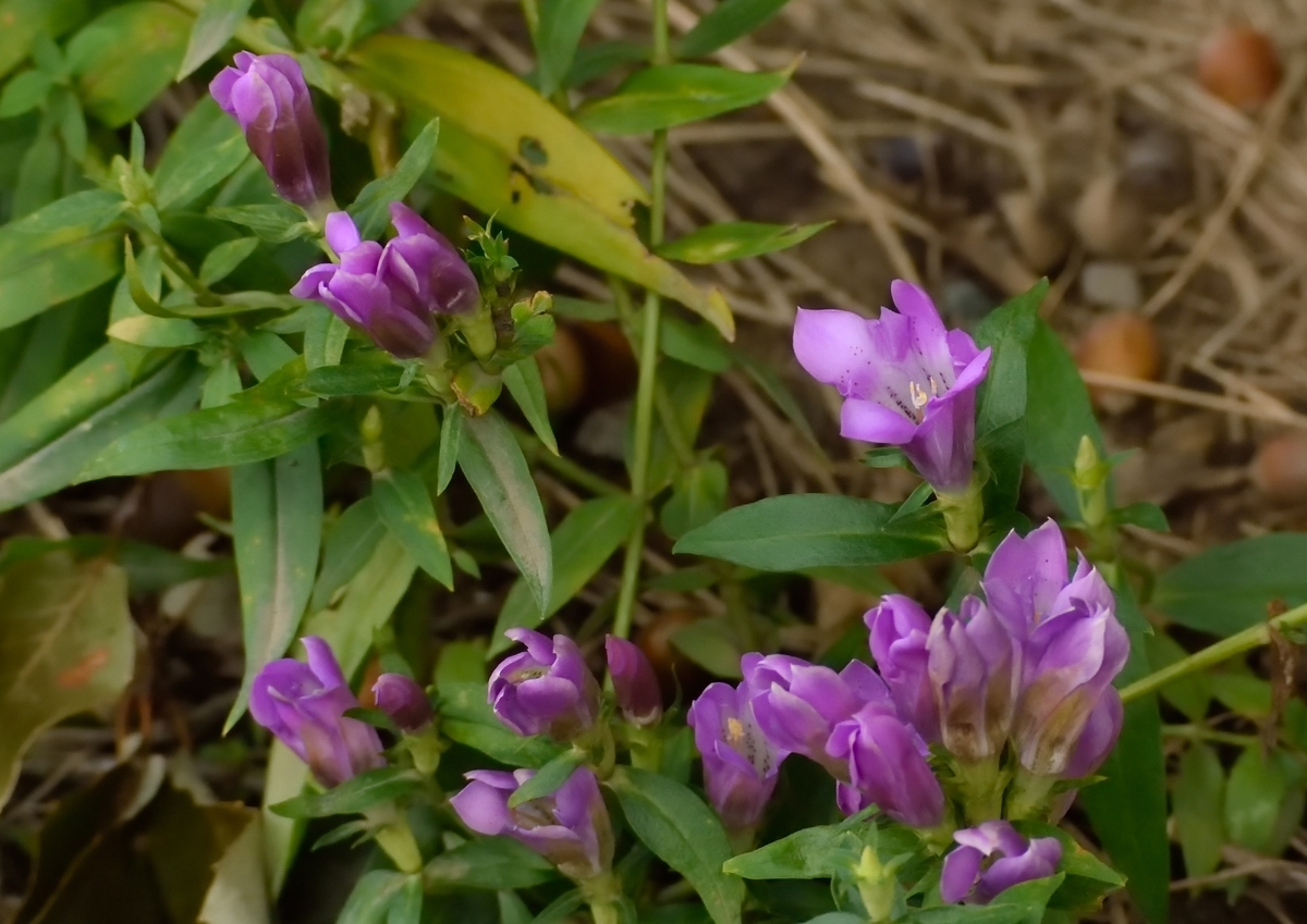 f:id:tomo508:20190923081426j:plain