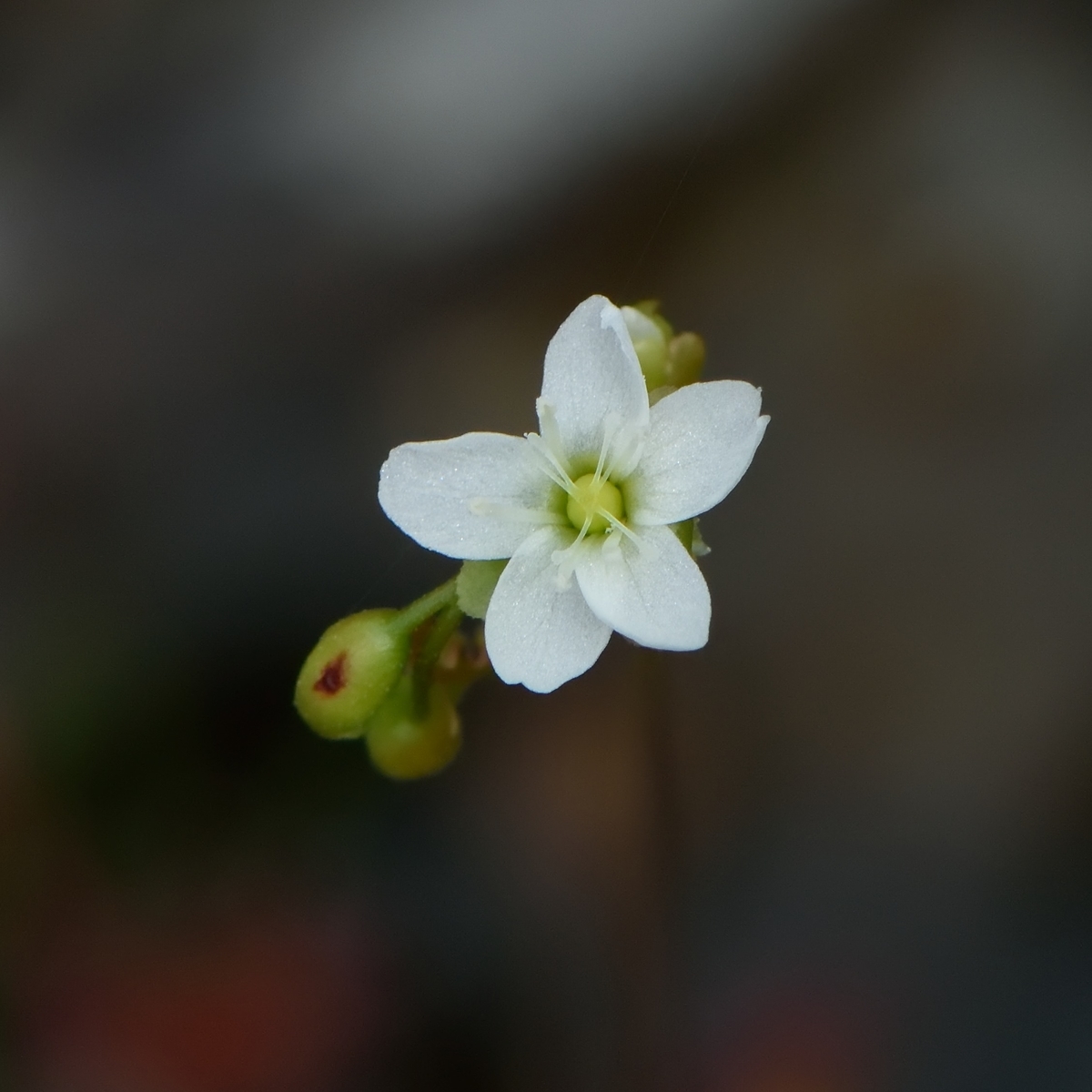 f:id:tomo508:20200606155704j:plain