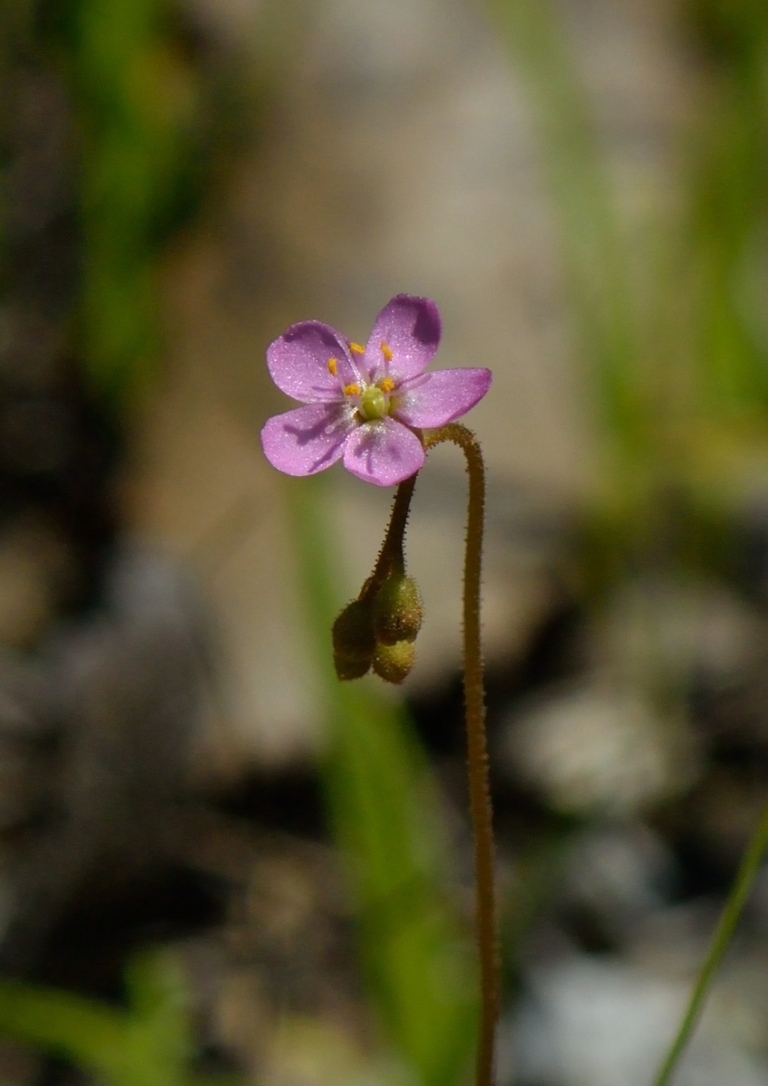 f:id:tomo508:20200607154551j:plain f:id:tomo508:20200607154551j:plain