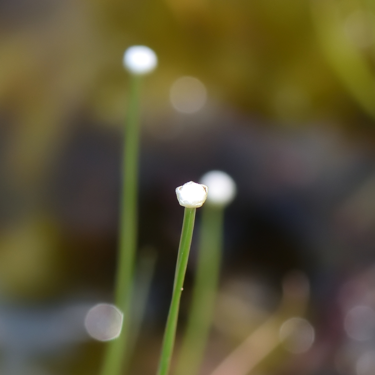 f:id:tomo508:20200822165200j:plain