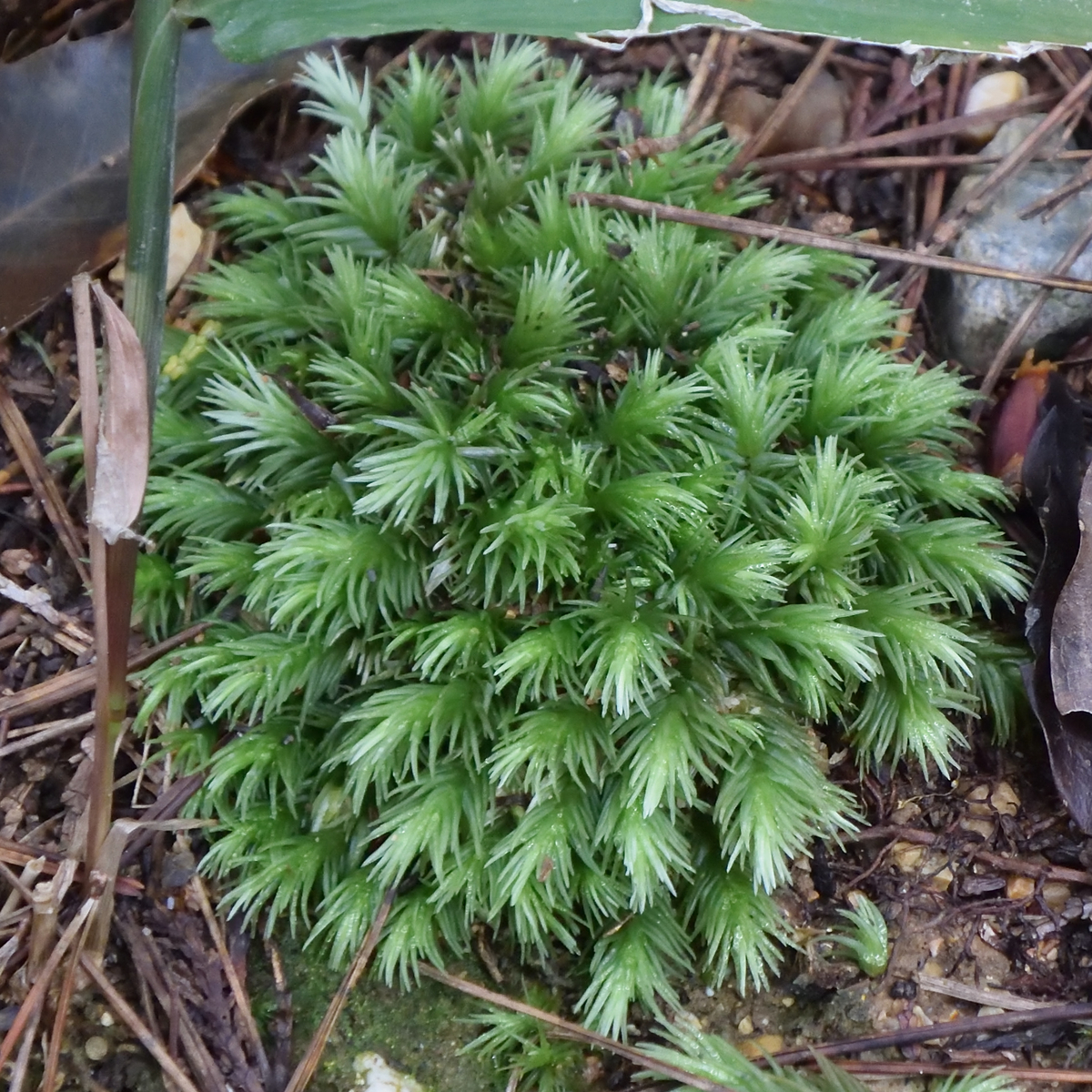 f:id:tomo508:20201024213612j:plain f:id:tomo508:20201024213612j:plain