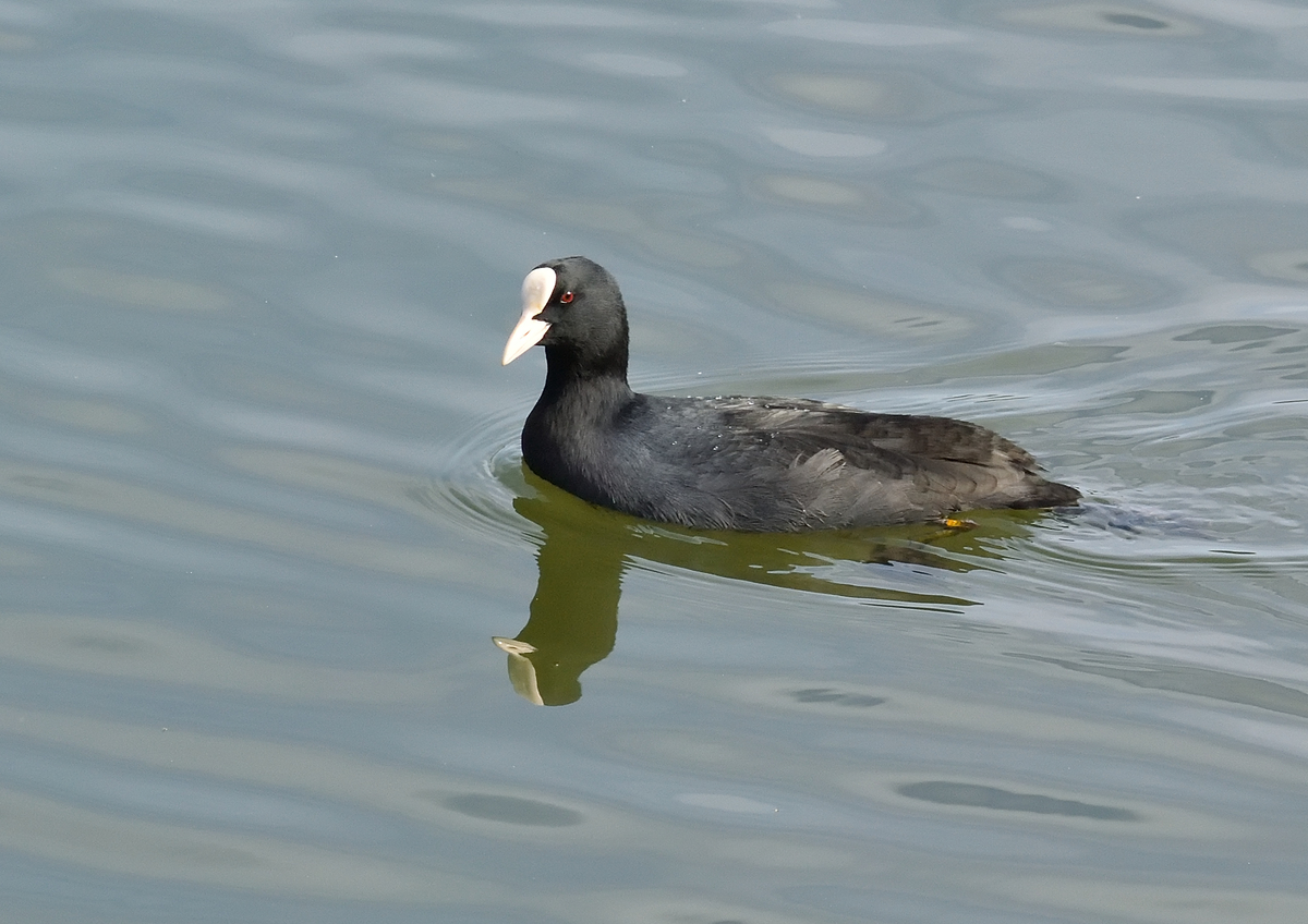 f:id:tomo508:20201113155340j:plain