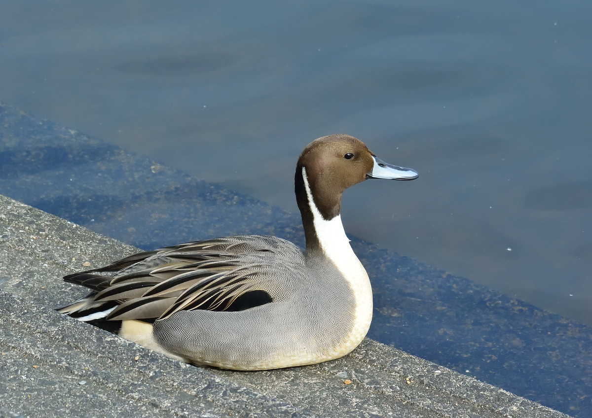 f:id:tomo508:20201113155910j:plain