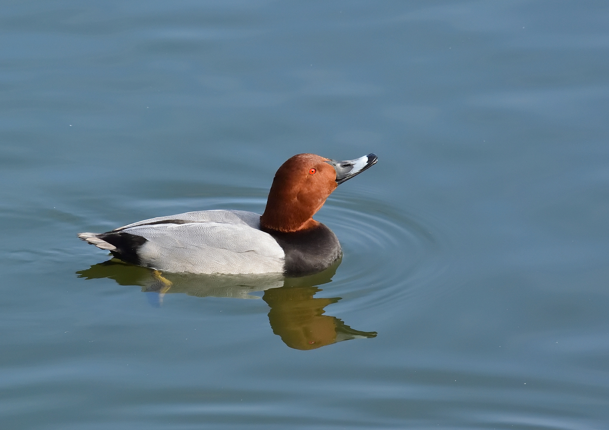 f:id:tomo508:20201113160341j:plain