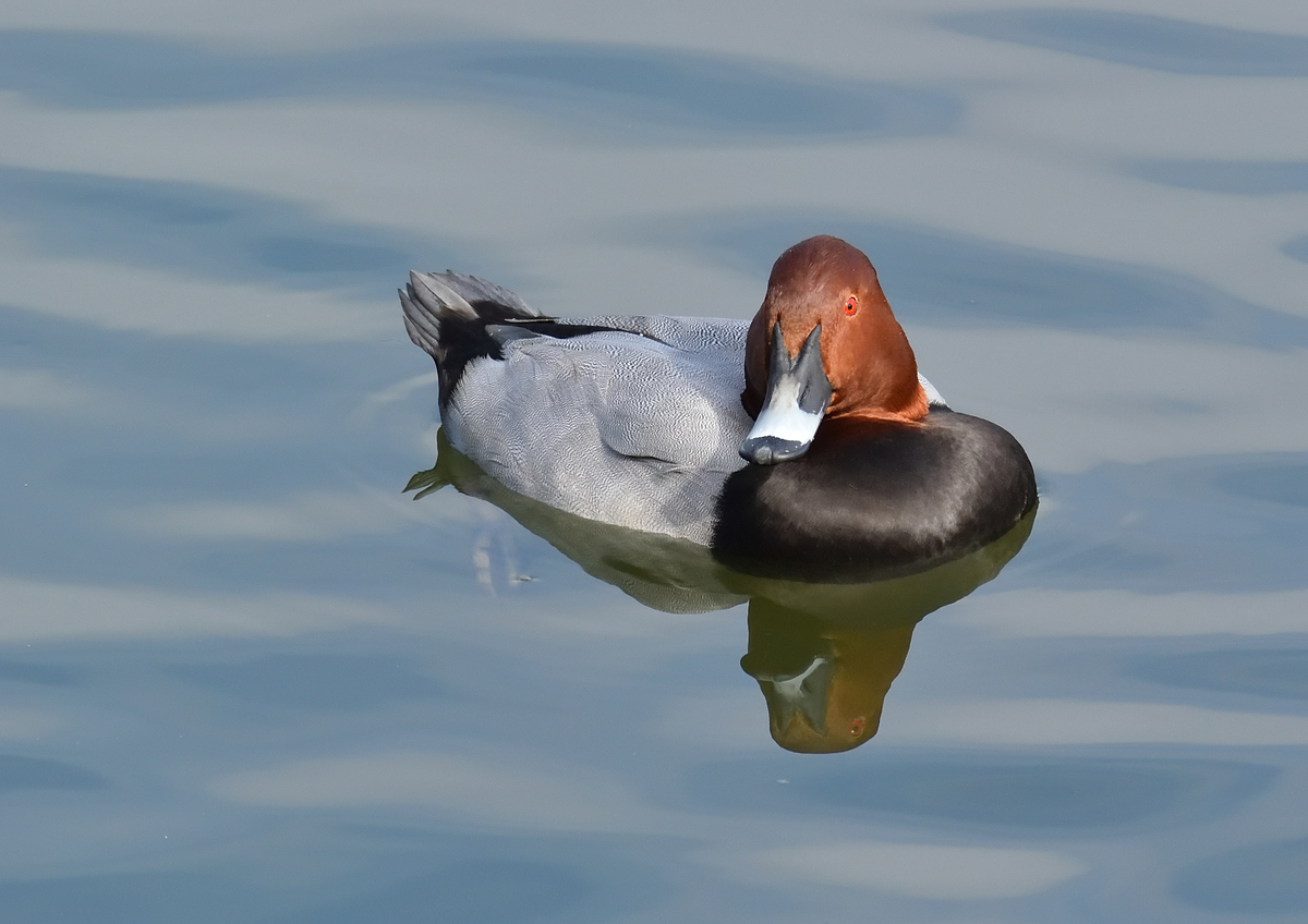 f:id:tomo508:20201113160344j:plain