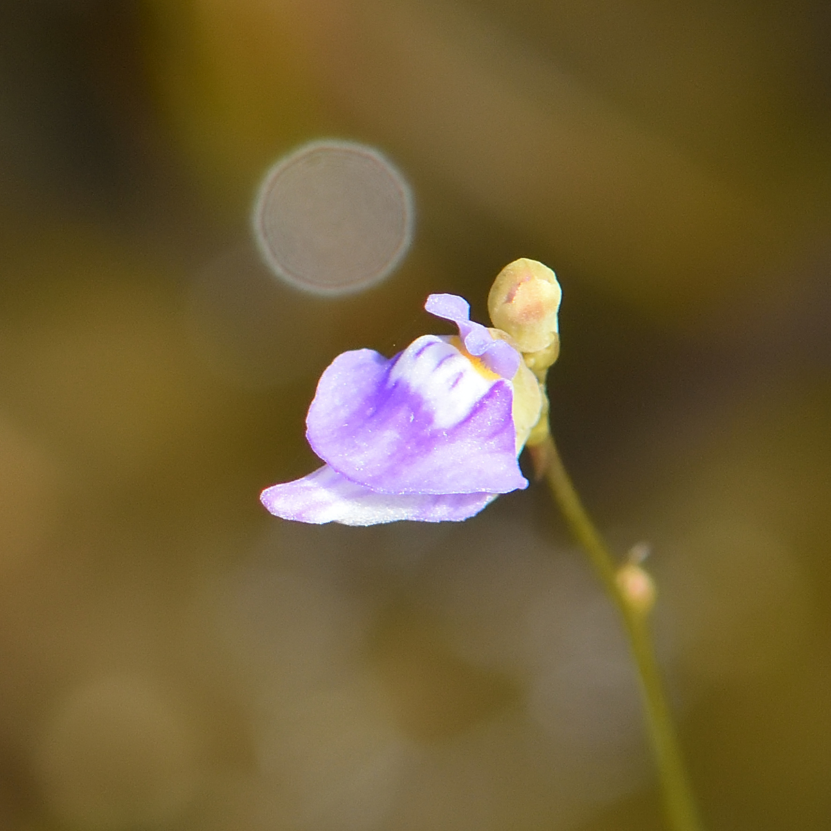 f:id:tomo508:20210921165346j:plain