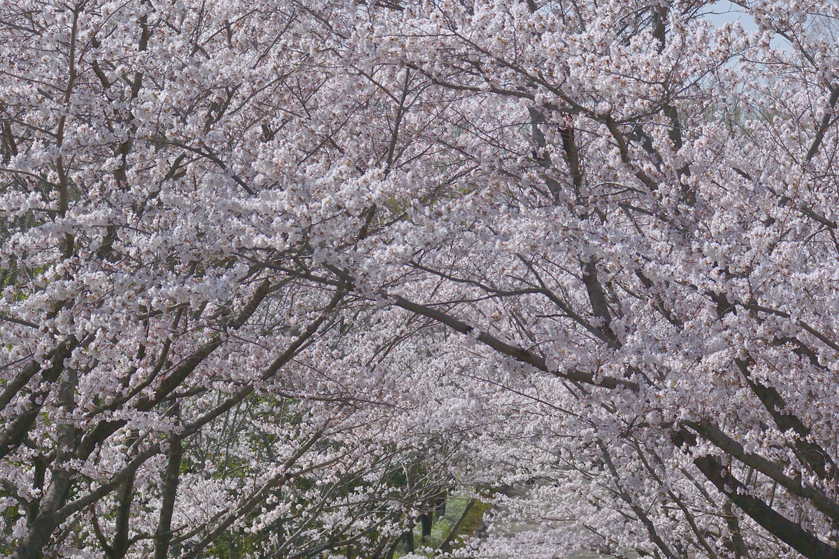 f:id:tomo508:20220401154923j:plain