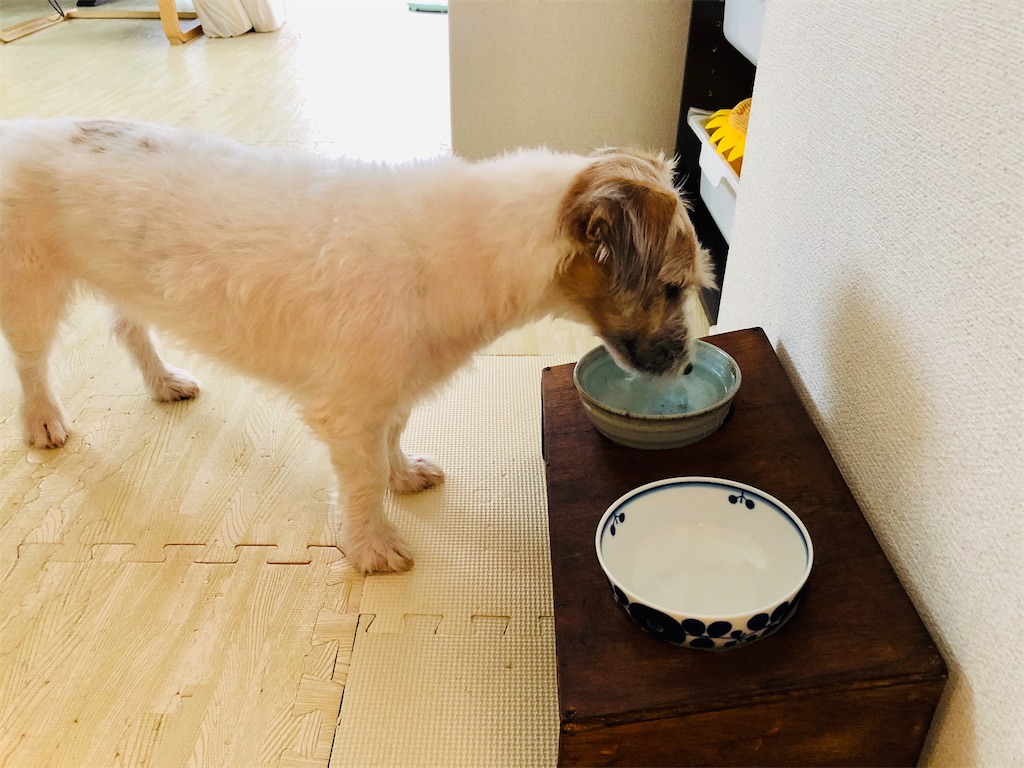 ザックのご飯台 ザックの初めて２つ かき氷 ピクニック日記