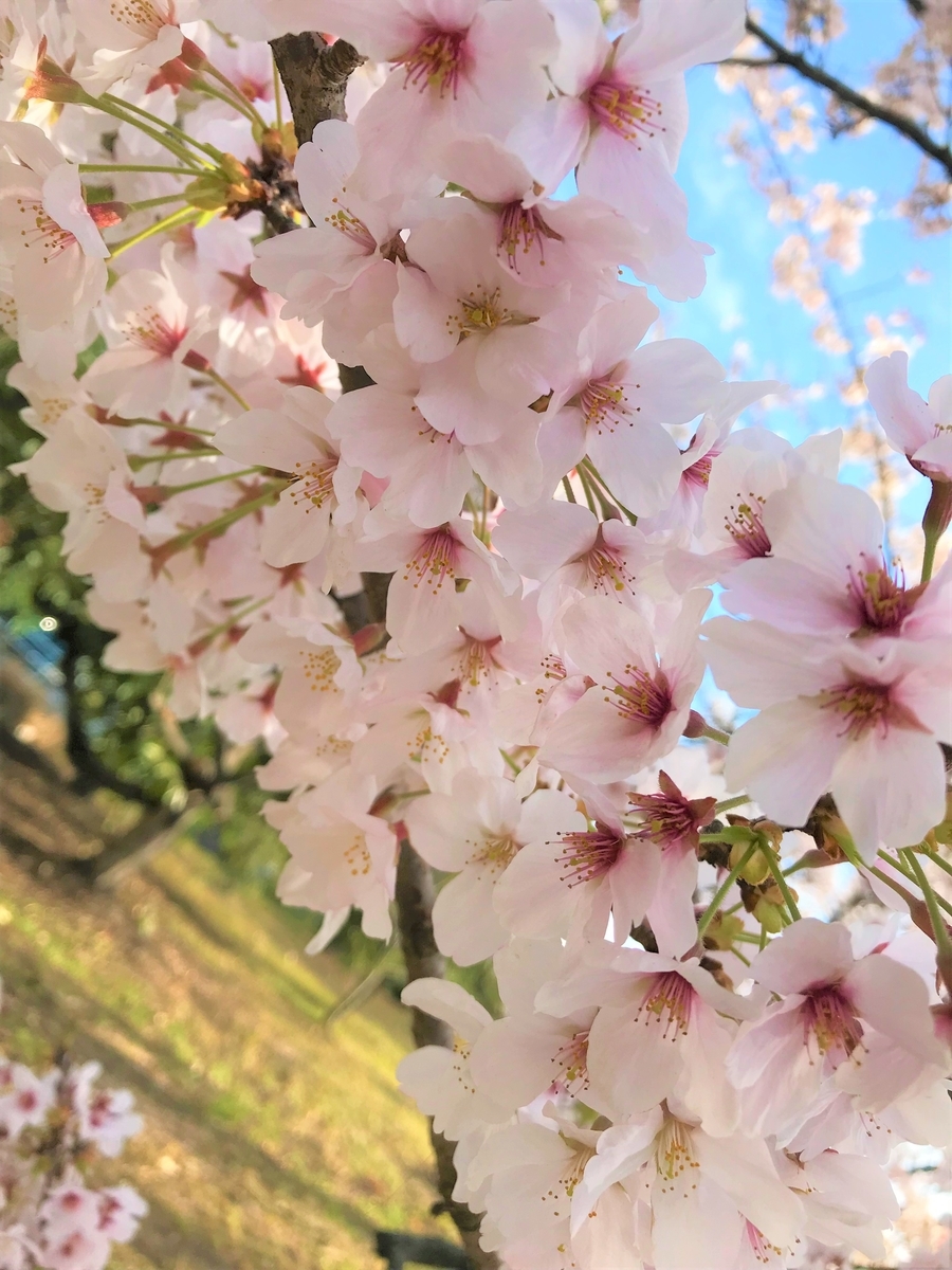 f:id:tomo_ba:20220402234925j:plain