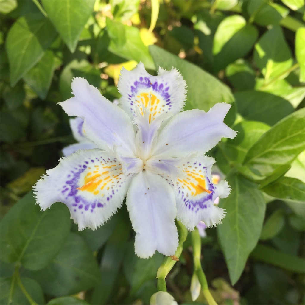 f:id:tomo_om:20190511175938j:image