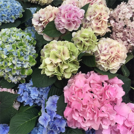 f:id:tomo_om:20190610213256j:image