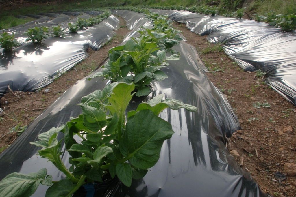 f:id:tomoaki-mikami:20180405202942j:plain