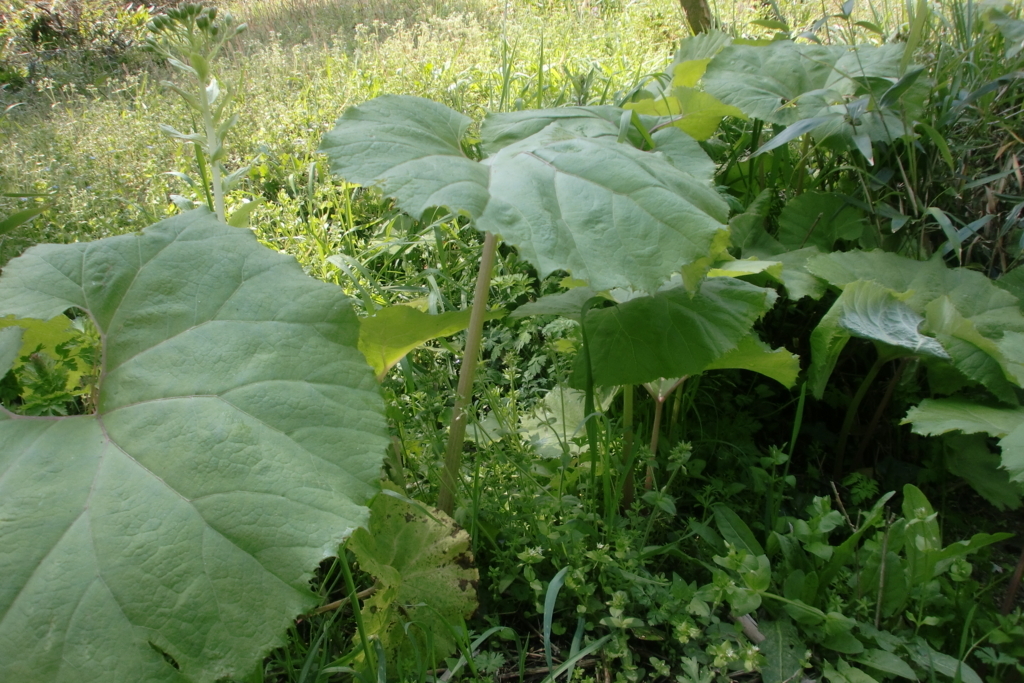 f:id:tomoaki-mikami:20180405203405j:plain