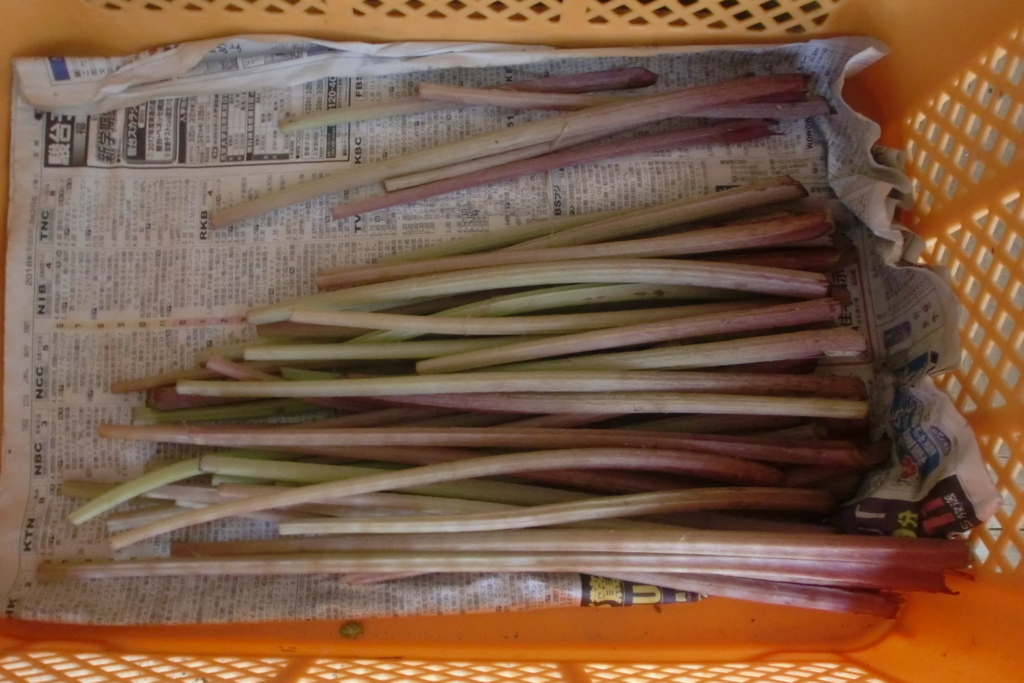 f:id:tomoaki-mikami:20180405203437j:plain