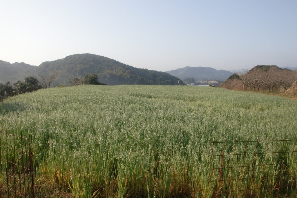 f:id:tomoaki-mikami:20180405203638j:plain