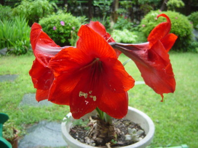 f:id:tomobee:20110522214540j:image