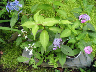 f:id:tomobee:20110613175118j:image
