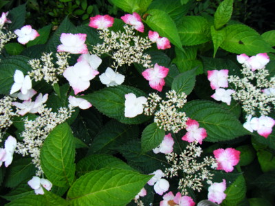 f:id:tomobee:20110613175545j:image