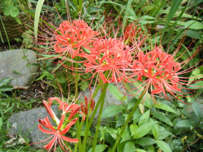 f:id:tomobee:20121001123456j:image