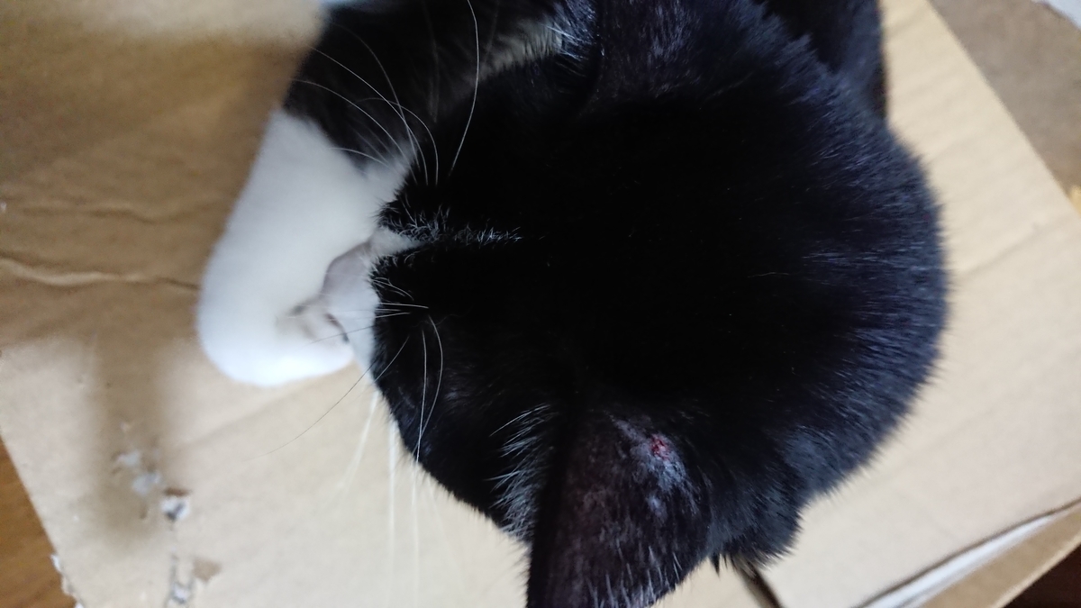 f:id:tomobts:20190629184846j:plain f:id:tomobts:20190629184846j:plain